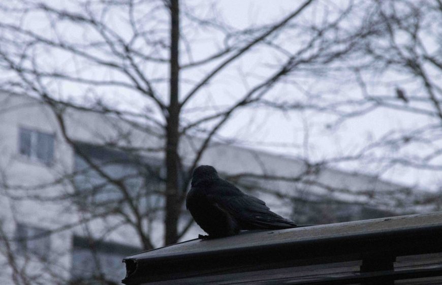 Winterdepressie: een donker en stil probleem